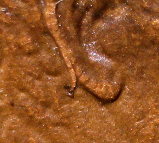 Two-1991-Lincoln-Memorial-Cents,-One-Philly,-One-Denver-With-The-Same-Unique-Die-Chips